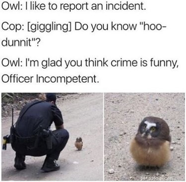 56 Animal Puns That Will Have You Laughing Out Loud
