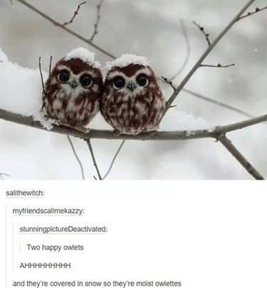 56 Animal Puns That Will Have You Laughing Out Loud