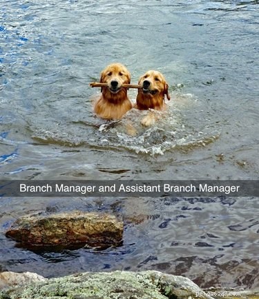 56 Animal Puns That Will Have You Laughing Out Loud