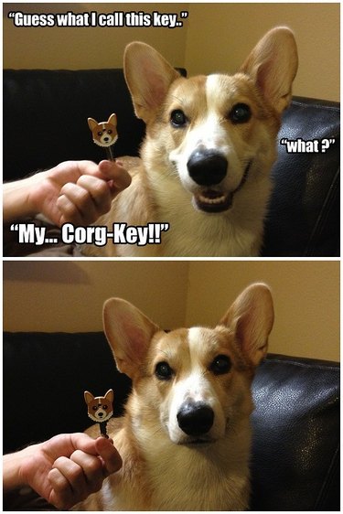 56 Animal Puns That Will Have You Laughing Out Loud
