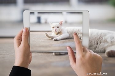 Capture Stunning Pet Photos This Christmas: Expert Tips for Holiday Portraits