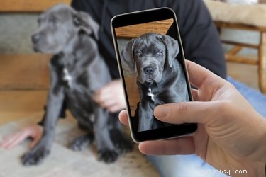 Capture Stunning Pet Photos This Christmas: Expert Tips for Holiday Portraits