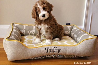 Top Holiday Pet Gifts on Etsy: Adorable & Must-Have Picks