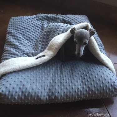 Top Holiday Pet Gifts on Etsy: Adorable & Must-Have Picks