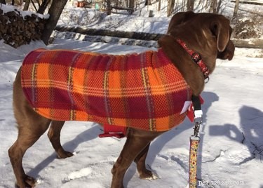 Top Holiday Pet Gifts on Etsy: Adorable & Must-Have Picks