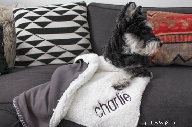Top Holiday Pet Gifts on Etsy: Adorable & Must-Have Picks