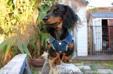 Top Holiday Pet Gifts on Etsy: Adorable & Must-Have Picks