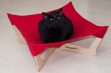 Top Holiday Pet Gifts on Etsy: Adorable & Must-Have Picks