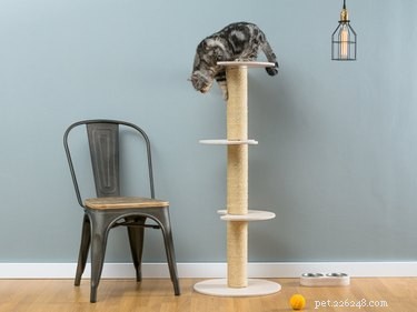 Top Holiday Pet Gifts on Etsy: Adorable & Must-Have Picks