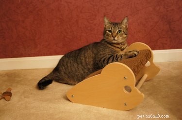 Top Holiday Pet Gifts on Etsy: Adorable & Must-Have Picks