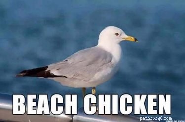 Accurate Animal Names That Will Surprise You