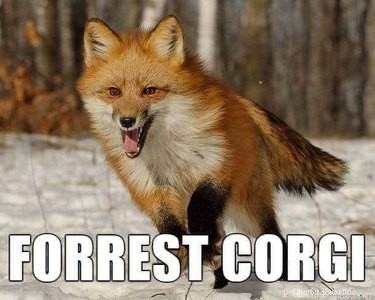 Accurate Animal Names That Will Surprise You