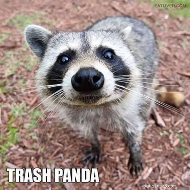 Accurate Animal Names That Will Surprise You