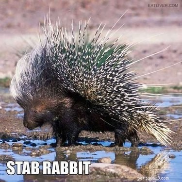 Accurate Animal Names That Will Surprise You