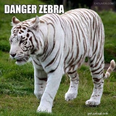 Accurate Animal Names That Will Surprise You