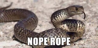Accurate Animal Names That Will Surprise You