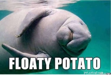 Accurate Animal Names That Will Surprise You