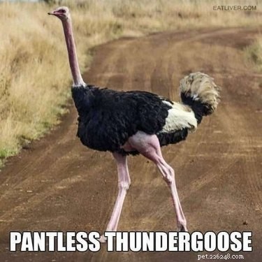 Accurate Animal Names That Will Surprise You