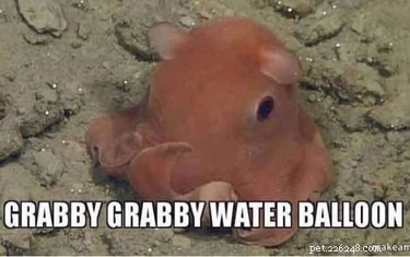 Accurate Animal Names That Will Surprise You