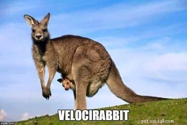 Accurate Animal Names That Will Surprise You