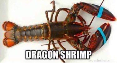 Accurate Animal Names That Will Surprise You