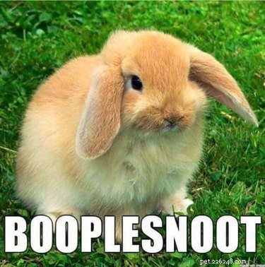 Accurate Animal Names That Will Surprise You