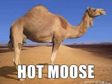 Accurate Animal Names That Will Surprise You