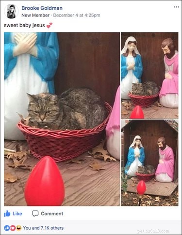 Unexpected Cat Displaces Baby Jesus in New York Nativity Scene