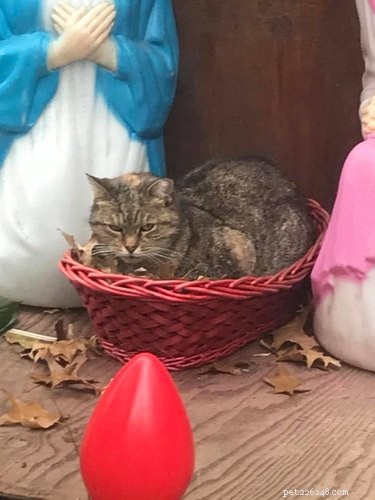 Unexpected Cat Displaces Baby Jesus in New York Nativity Scene