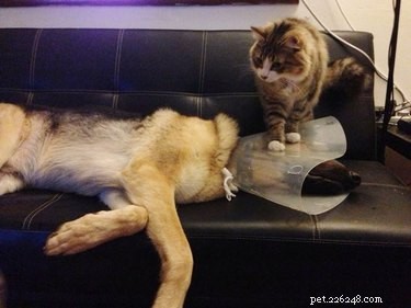 21 Pets Who Made It to Santa s Naughty List