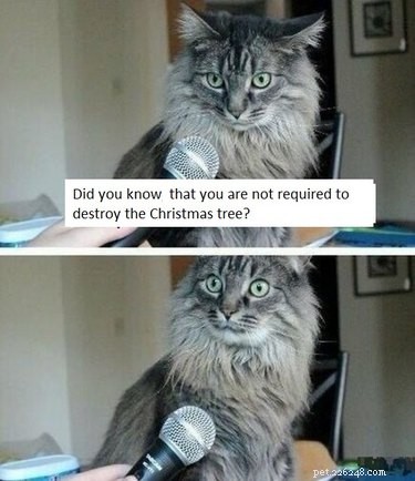 21 Pets Who Made It to Santa s Naughty List