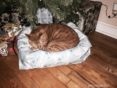 21 Pets Who Made It to Santa s Naughty List