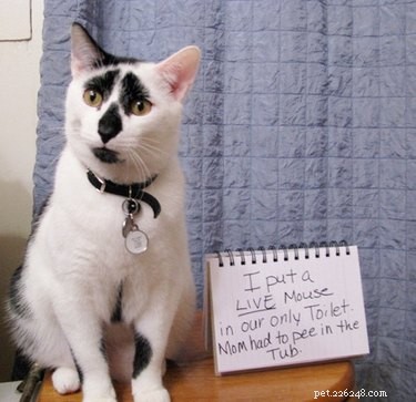 21 Pets Who Made It to Santa s Naughty List