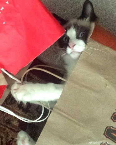 21 Pets Who Made It to Santa s Naughty List
