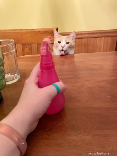 21 Pets Who Made It to Santa s Naughty List