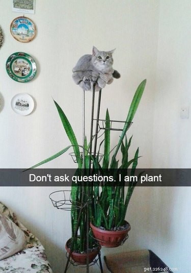 21 Pets Who Made It to Santa s Naughty List