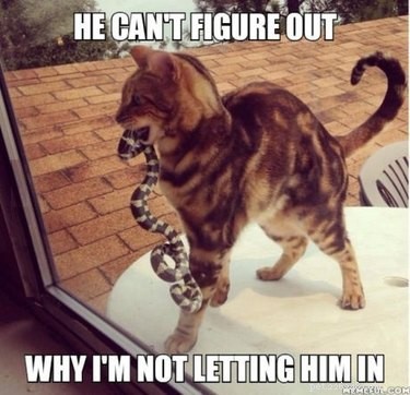 21 Pets Who Made It to Santa s Naughty List