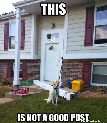 21 Pets Who Made It to Santa s Naughty List