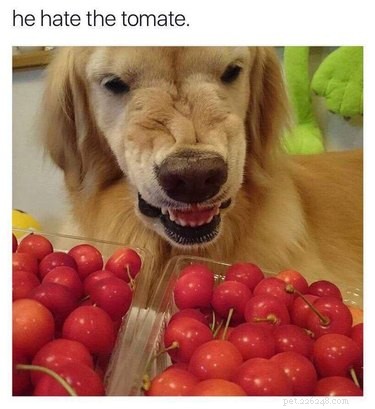 32 Animals with Unusual Phobias: An Insight into Their Quirky Fears