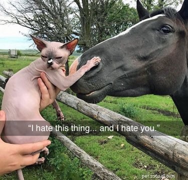 32 Animals with Unusual Phobias: An Insight into Their Quirky Fears