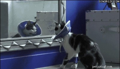 32 Animals with Unusual Phobias: An Insight into Their Quirky Fears