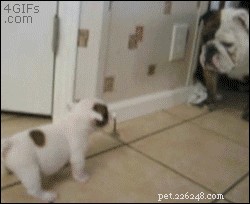 32 Animals with Unusual Phobias: An Insight into Their Quirky Fears