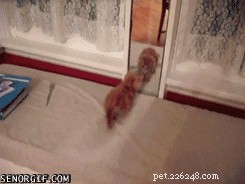 32 Animals with Unusual Phobias: An Insight into Their Quirky Fears