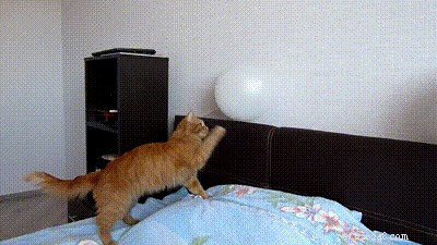 32 Animals with Unusual Phobias: An Insight into Their Quirky Fears