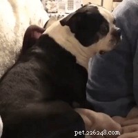 32 Animals with Unusual Phobias: An Insight into Their Quirky Fears