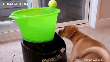 32 Animals with Unusual Phobias: An Insight into Their Quirky Fears