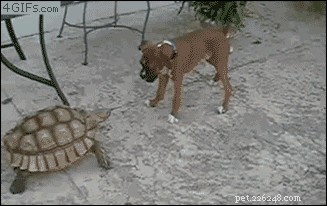 32 Animals with Unusual Phobias: An Insight into Their Quirky Fears