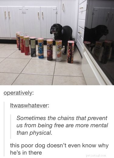 32 Animals with Unusual Phobias: An Insight into Their Quirky Fears