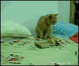 32 Animals with Unusual Phobias: An Insight into Their Quirky Fears