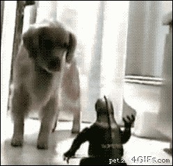 32 Animals with Unusual Phobias: An Insight into Their Quirky Fears